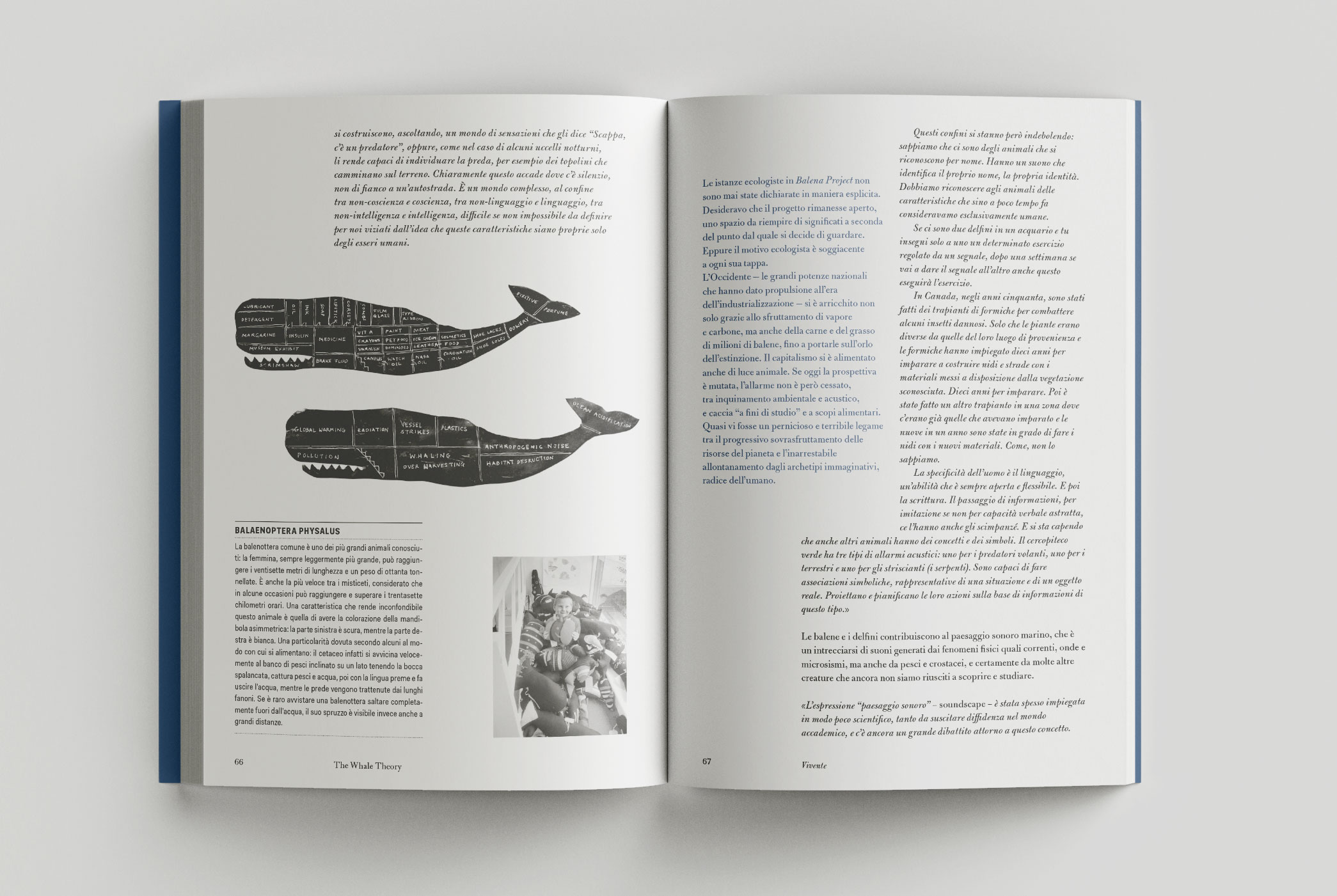 whale-67